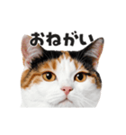 猫の顔がどーん！（個別スタンプ：3）