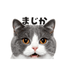 猫の顔がどーん！（個別スタンプ：4）