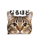 猫の顔がどーん！（個別スタンプ：5）