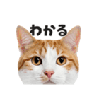 猫の顔がどーん！（個別スタンプ：6）