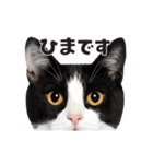 猫の顔がどーん！（個別スタンプ：7）