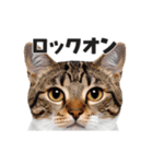 猫の顔がどーん！（個別スタンプ：8）
