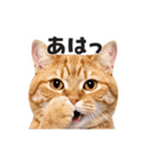 猫の顔がどーん！（個別スタンプ：9）
