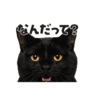猫の顔がどーん！（個別スタンプ：10）