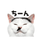猫の顔がどーん！（個別スタンプ：11）