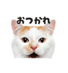 猫の顔がどーん！（個別スタンプ：12）