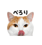 猫の顔がどーん！（個別スタンプ：13）
