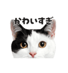 猫の顔がどーん！（個別スタンプ：14）