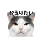 猫の顔がどーん！（個別スタンプ：15）