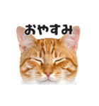 猫の顔がどーん！（個別スタンプ：16）
