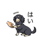 名前入りダックスロングブラッククリーム（個別スタンプ：6）