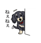 名前入りダックスロングブラッククリーム（個別スタンプ：12）