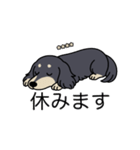名前入りダックスロングブラッククリーム（個別スタンプ：16）