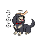 名前入りダックスロングブラッククリーム（個別スタンプ：19）