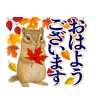 紅葉舞う！秋に毎日送れる可愛いリスたち（個別スタンプ：1）