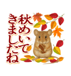 紅葉舞う！秋に毎日送れる可愛いリスたち（個別スタンプ：3）