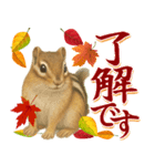 紅葉舞う！秋に毎日送れる可愛いリスたち（個別スタンプ：6）