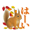 紅葉舞う！秋に毎日送れる可愛いリスたち（個別スタンプ：11）