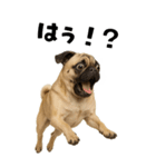 そのままパグ【BIGスタンプ】（個別スタンプ：16）