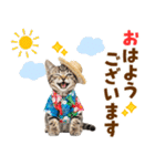 アメショ子猫の夏でか文字（個別スタンプ：1）