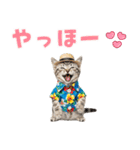 アメショ子猫の夏でか文字（個別スタンプ：2）