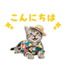 アメショ子猫の夏でか文字（個別スタンプ：3）