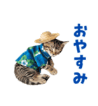 アメショ子猫の夏でか文字（個別スタンプ：5）