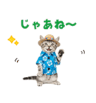 アメショ子猫の夏でか文字（個別スタンプ：6）