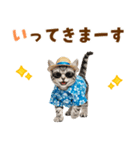 アメショ子猫の夏でか文字（個別スタンプ：8）