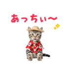 アメショ子猫の夏でか文字（個別スタンプ：10）