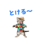 アメショ子猫の夏でか文字（個別スタンプ：11）