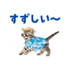アメショ子猫の夏でか文字（個別スタンプ：12）