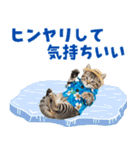 アメショ子猫の夏でか文字（個別スタンプ：13）