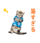 アメショ子猫の夏でか文字（個別スタンプ：14）