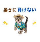 アメショ子猫の夏でか文字（個別スタンプ：15）