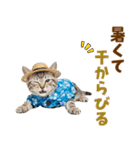アメショ子猫の夏でか文字（個別スタンプ：16）