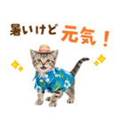 アメショ子猫の夏でか文字（個別スタンプ：17）