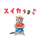 アメショ子猫の夏でか文字（個別スタンプ：18）