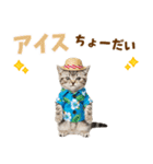 アメショ子猫の夏でか文字（個別スタンプ：20）