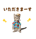 アメショ子猫の夏でか文字（個別スタンプ：22）