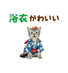アメショ子猫の夏でか文字（個別スタンプ：31）