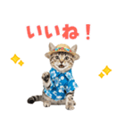アメショ子猫の夏でか文字（個別スタンプ：33）