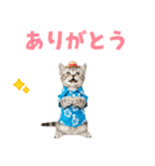 アメショ子猫の夏でか文字（個別スタンプ：35）