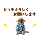 アメショ子猫の夏でか文字（個別スタンプ：38）