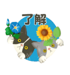 ハチワレコンビのまいにち便り♡夏ver（個別スタンプ：4）