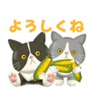 ハチワレコンビのまいにち便り♡夏ver（個別スタンプ：7）