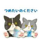 ハチワレコンビのまいにち便り♡夏ver（個別スタンプ：12）