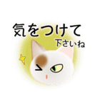 色々な猫1-1 短毛-立ち耳-白に茶ぶち（個別スタンプ：14）