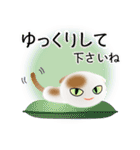 色々な猫1-2 短毛-垂れ耳-白に茶ぶち（個別スタンプ：12）