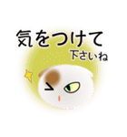 色々な猫1-2 短毛-垂れ耳-白に茶ぶち（個別スタンプ：14）